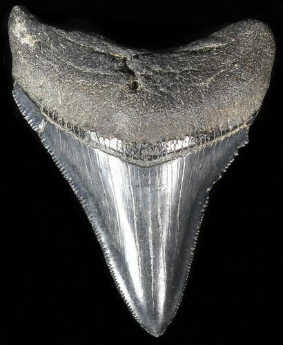 Juvenile Megalodon Tooth - Serrated Blade #56582